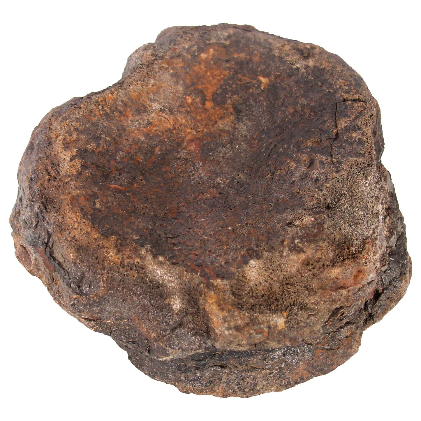 2 Polished Dinosaur Vertebrae Gold & Silver Pawn Shop