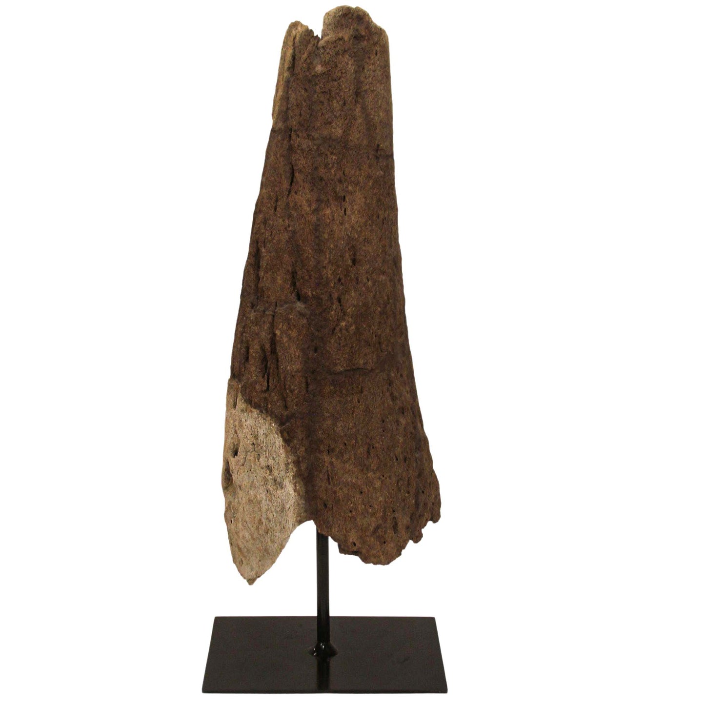 Triceratops Horn Gold & Silver Pawn Shop