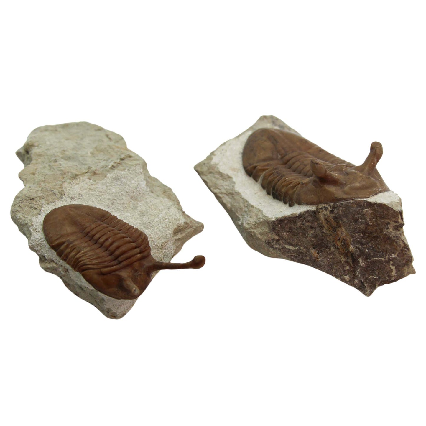 Two Russian Tilobites Art Gold & Silver Pawn Shop