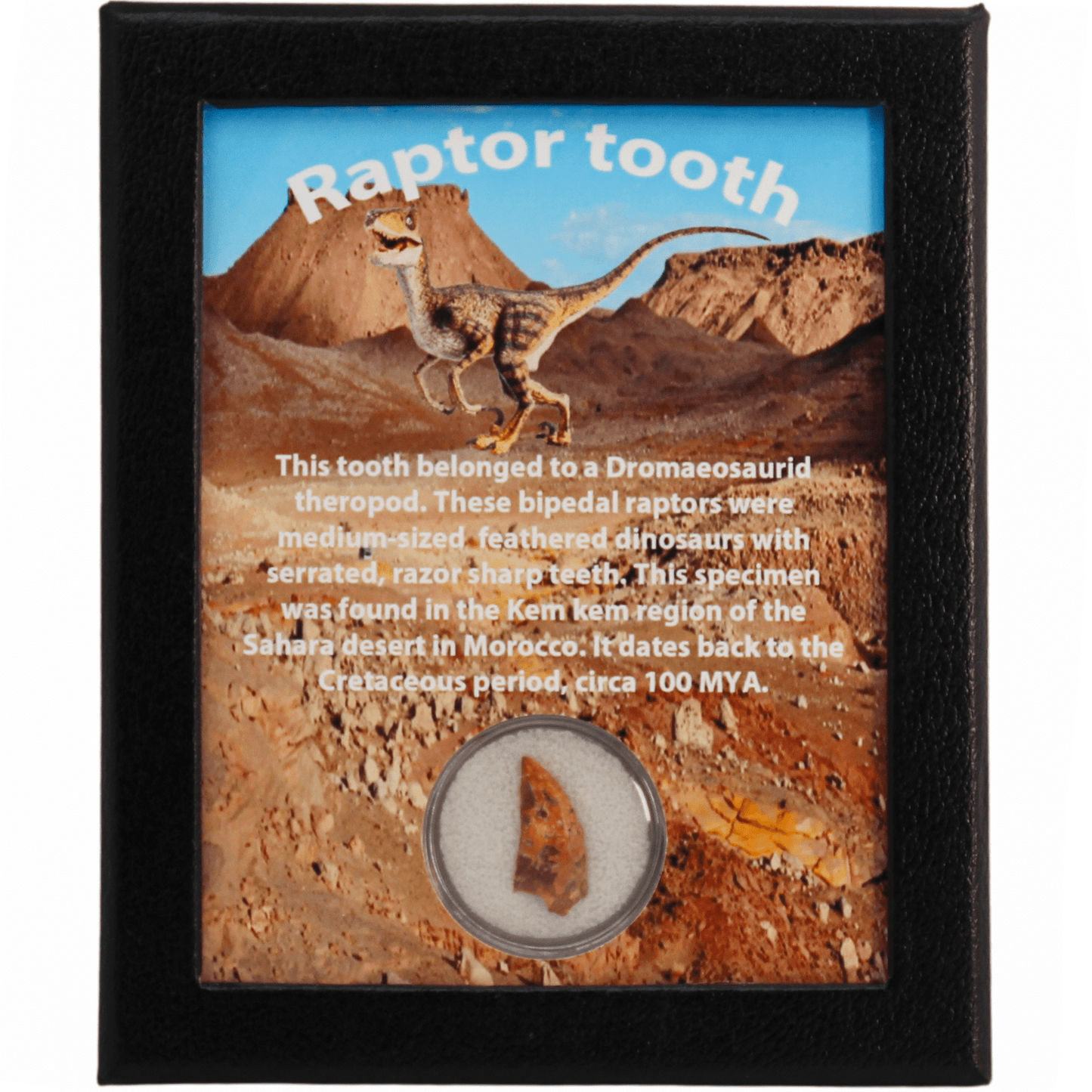 Raptor Tooth Art Gold & Silver Pawn Shop