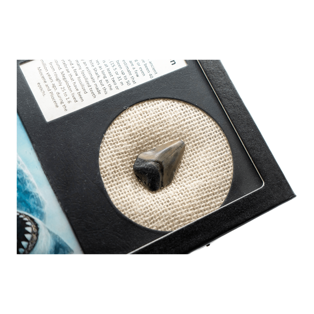 Megalodon Tooth Art Gold & Silver Pawn Shop