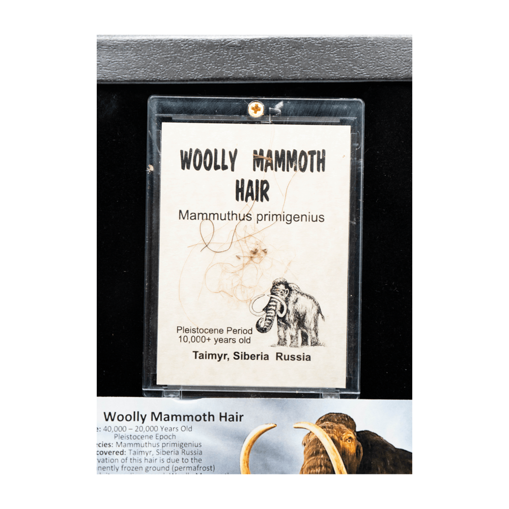 Woolly Mammoth Hair Art Gold & Silver Pawn Shop