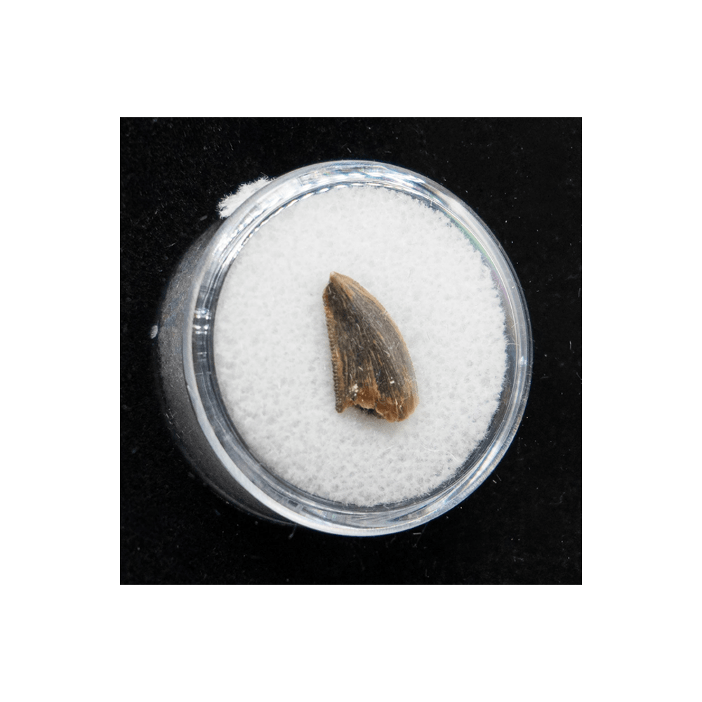 Raptor Tooth Art Gold & Silver Pawn Shop