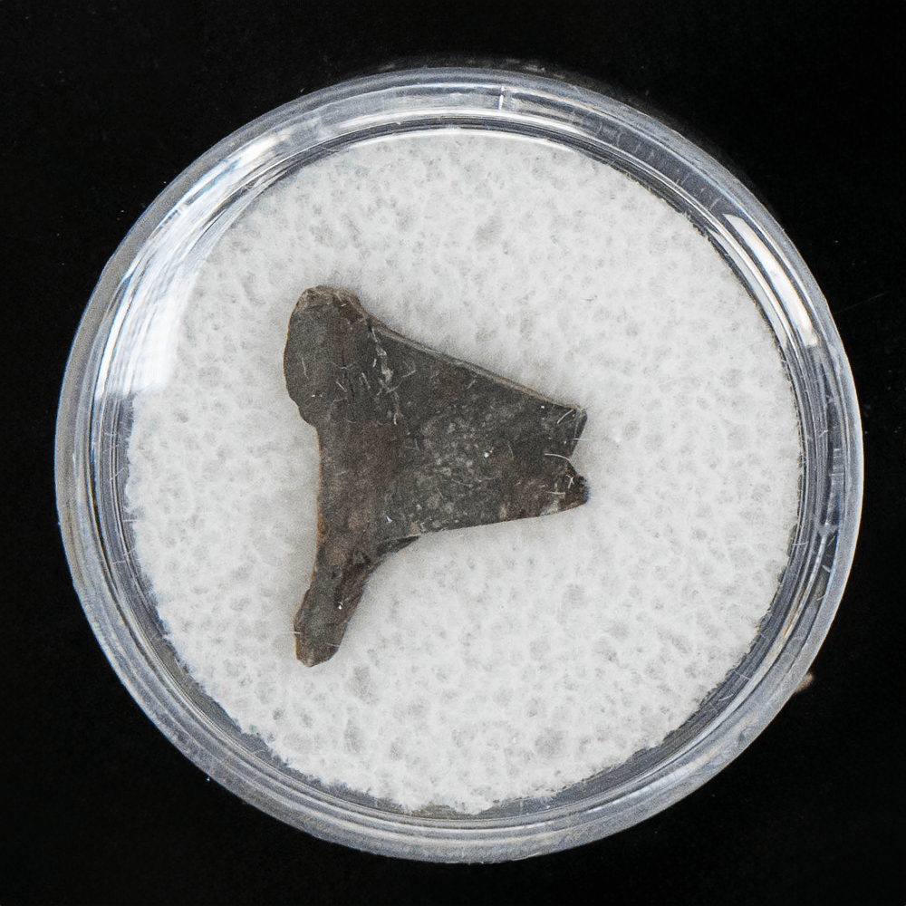 Rare Rumuriti (R3) Meteorite Art Gold & Silver Pawn Shop