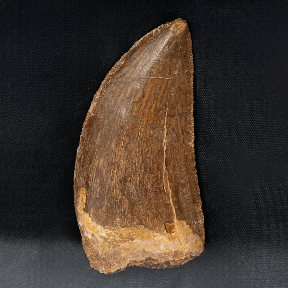 Carcharodontosaurus Tooth Art Gold & Silver Pawn Shop