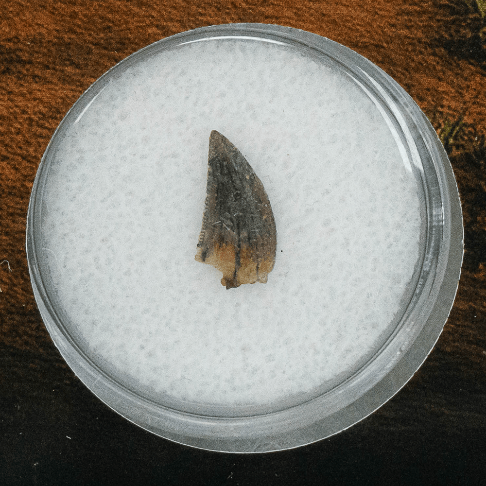 Bipedal Raptor Tooth Art Gold & Silver Pawn Shop