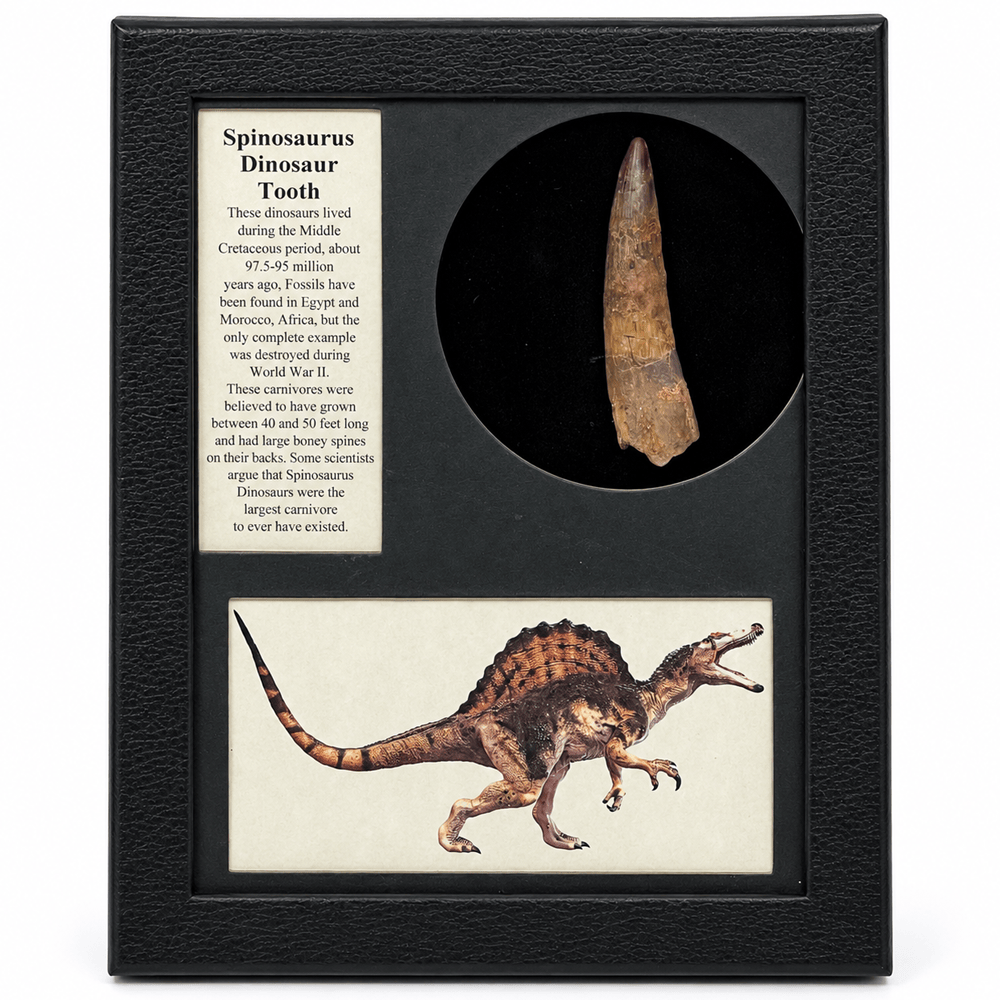 Large Spinosaurus Tooth Art Gold & Silver Pawn Shop