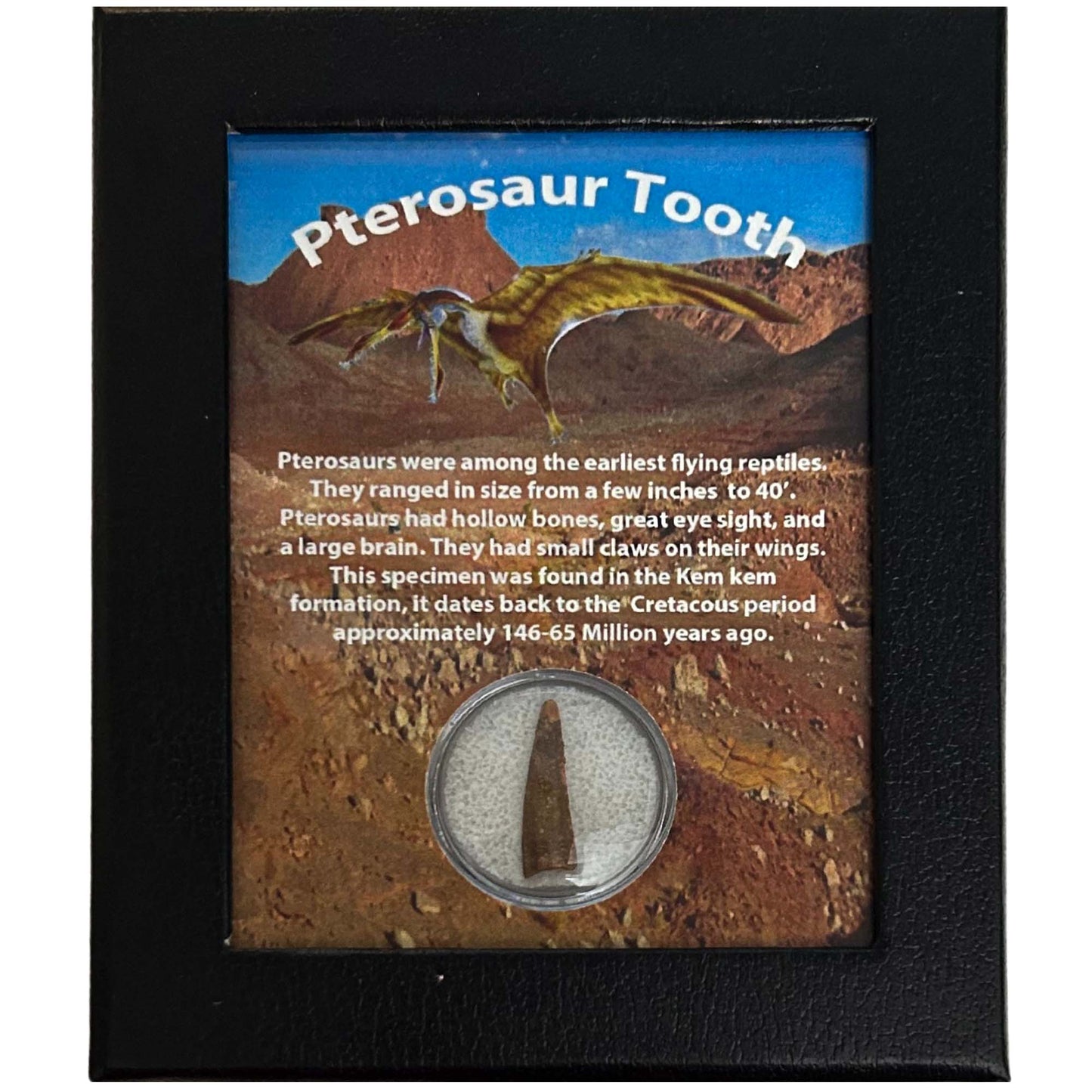 Pterosaur Tooth Art Gold & Silver Pawn Shop