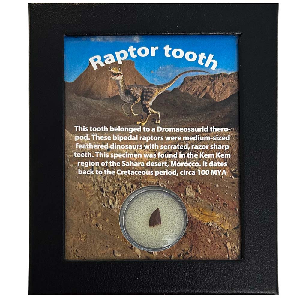 Raptor Tooth Thumbnail