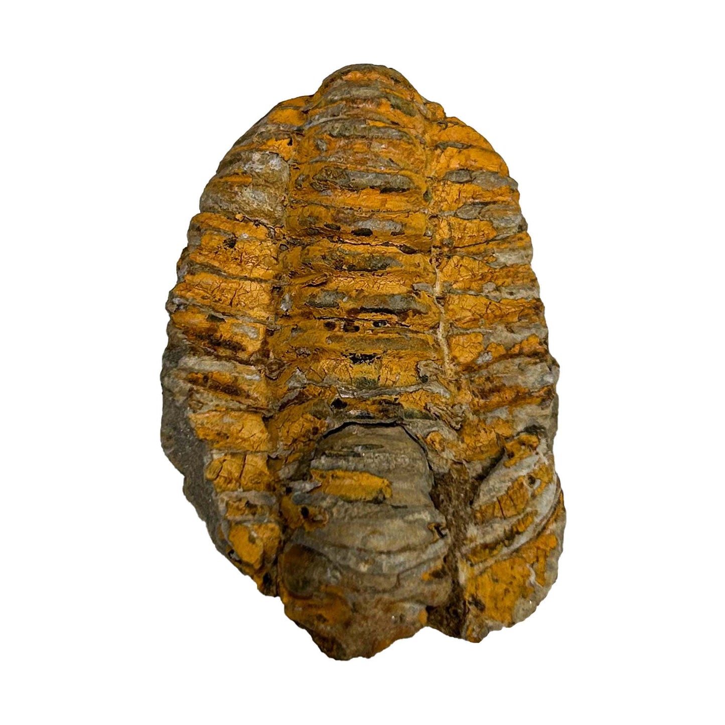 Brown Trilobite Fossil