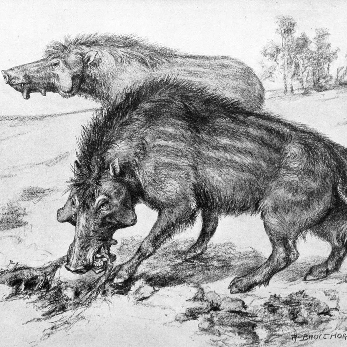 Archaeotherium Mortoni "Hell Pig" Fossilized Skull