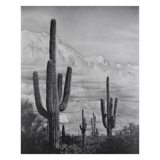 Chris Baker; Desert Landscape