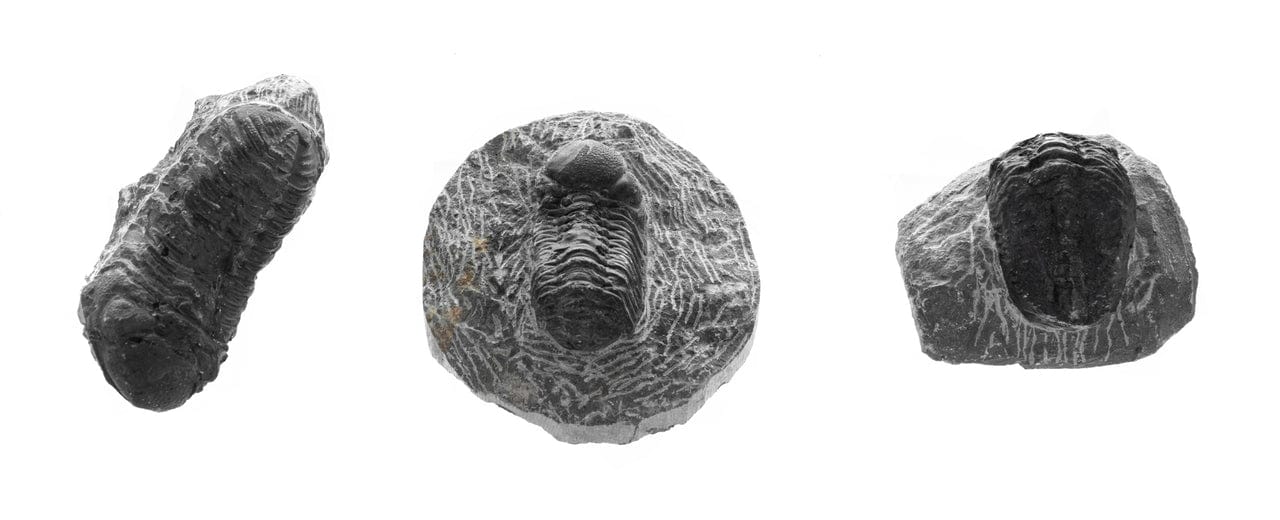 Metacanthina Trilobite Fossil Art G S Pawn