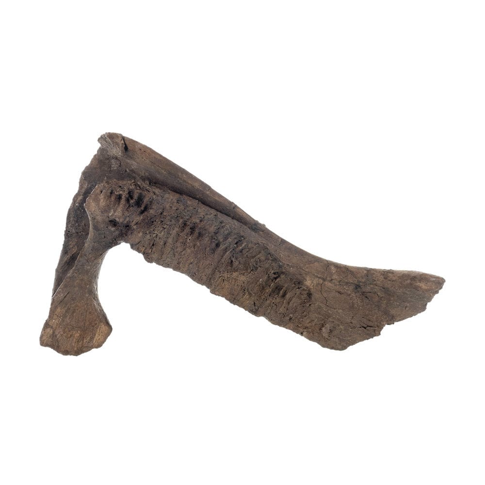 Corythosaur Fossil – Gold Silver Pawn Shop