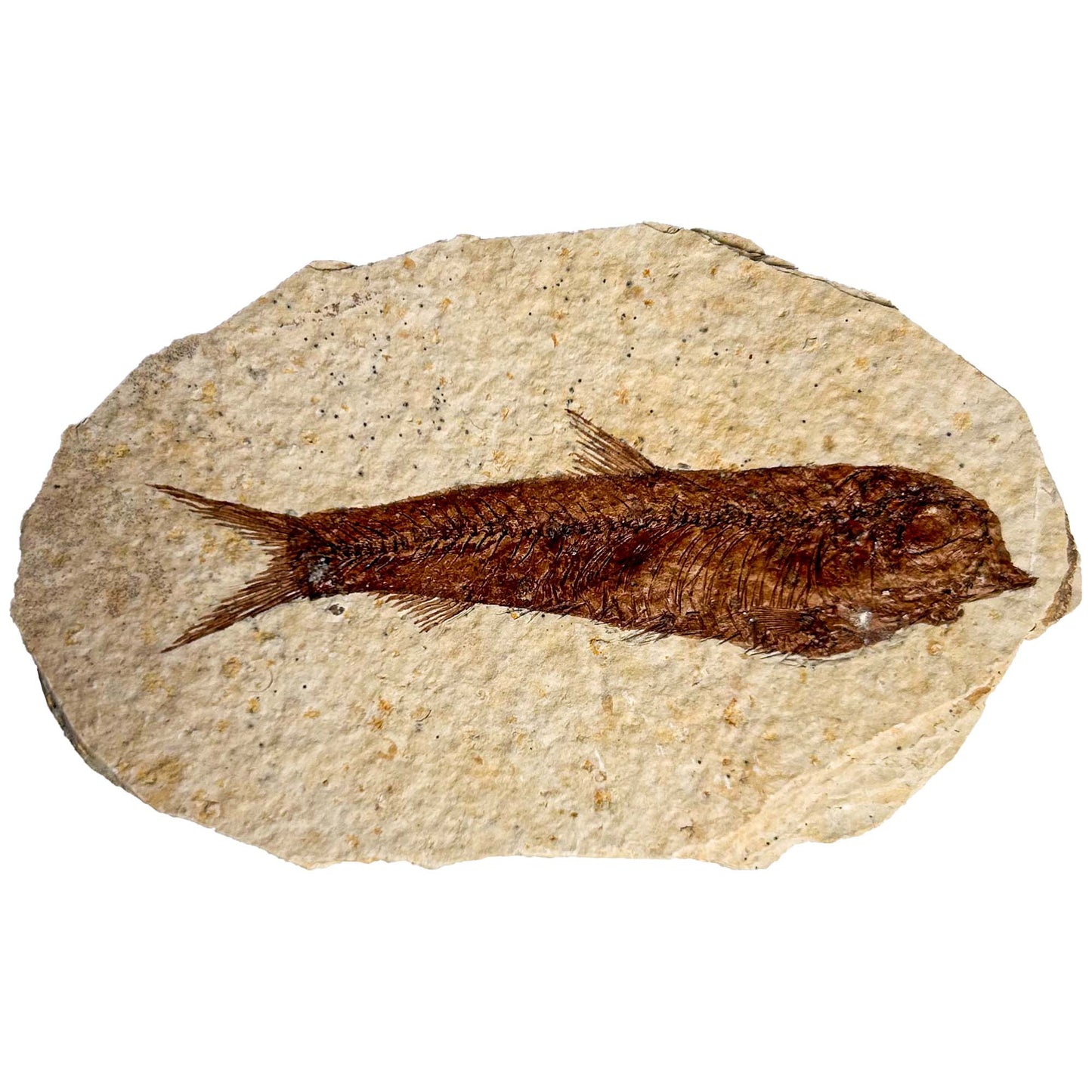 Fossil Fish II
