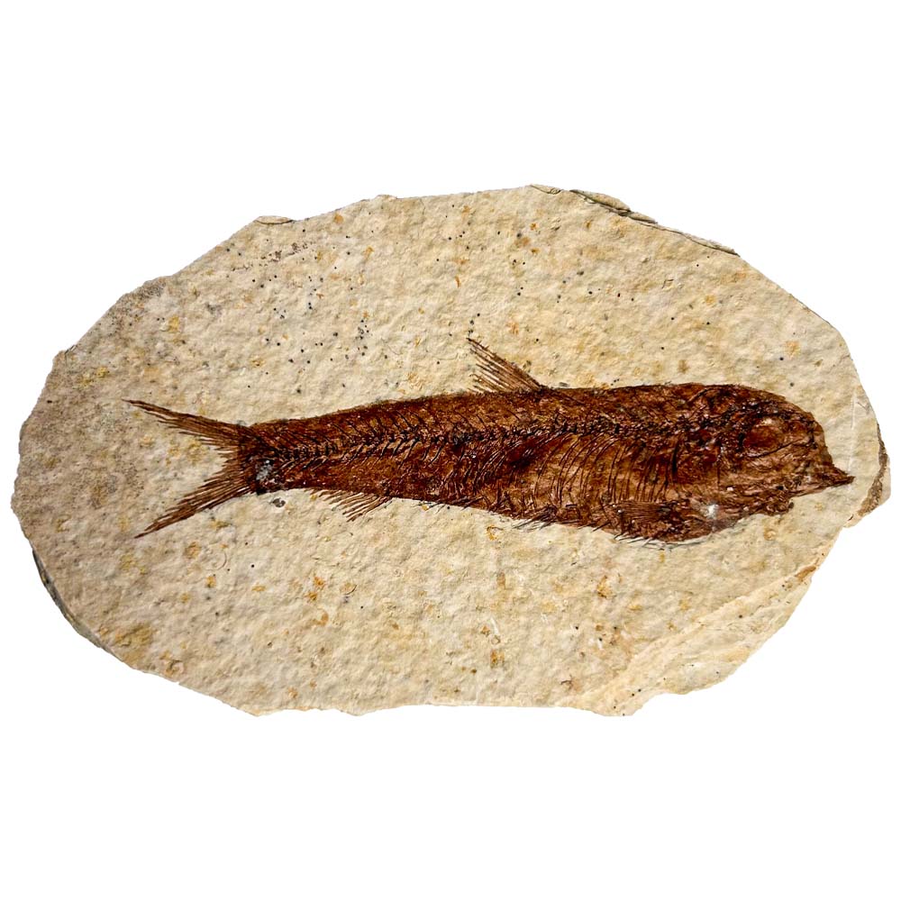 Fossil Fish II