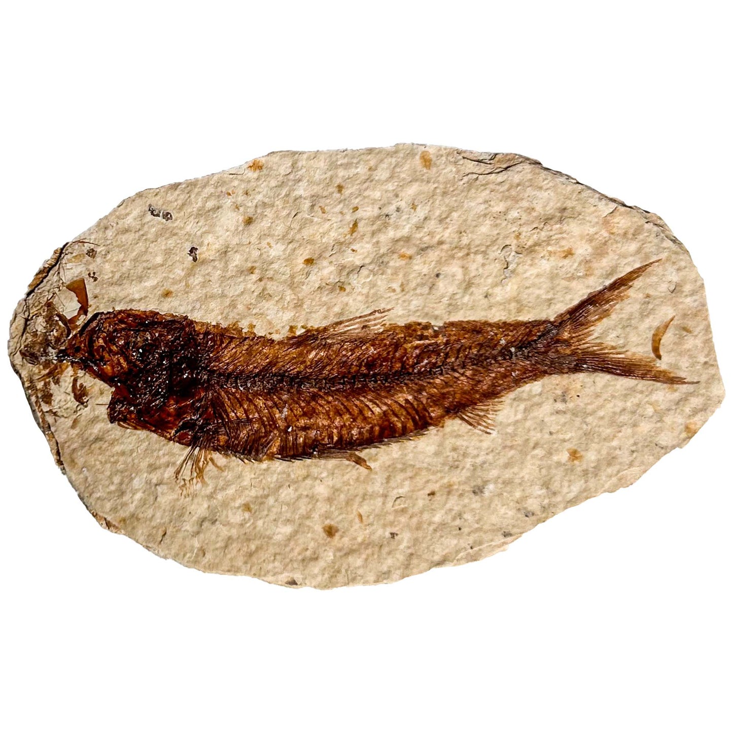Fossil Fish III