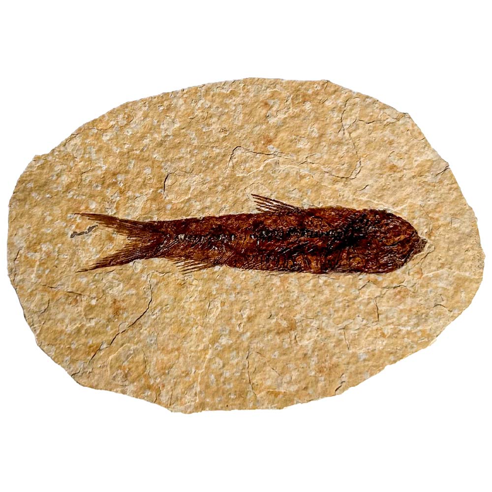 Fossil Fish IV
