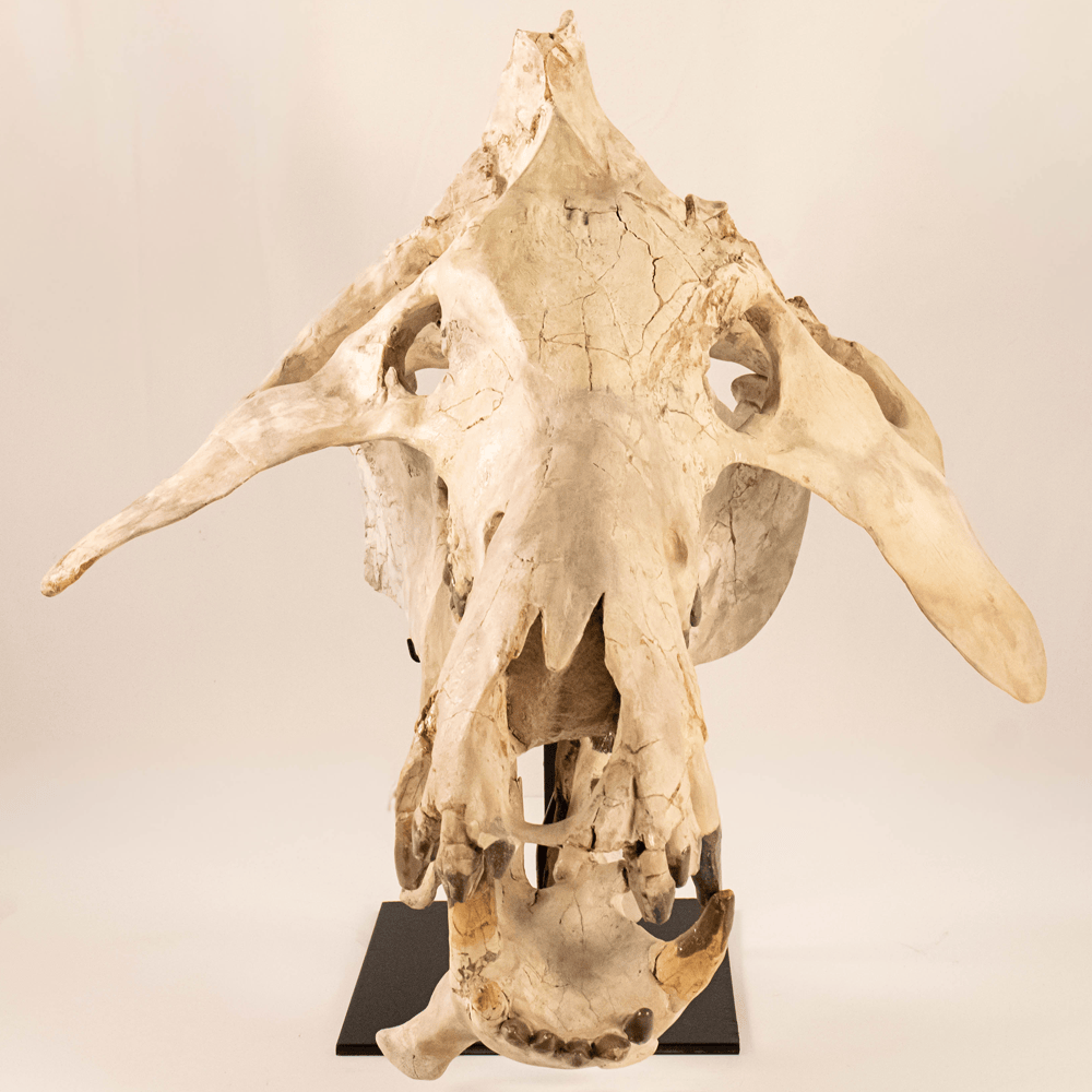 Archaeotherium Mortoni Skull Art Gold & Silver Pawn Shop