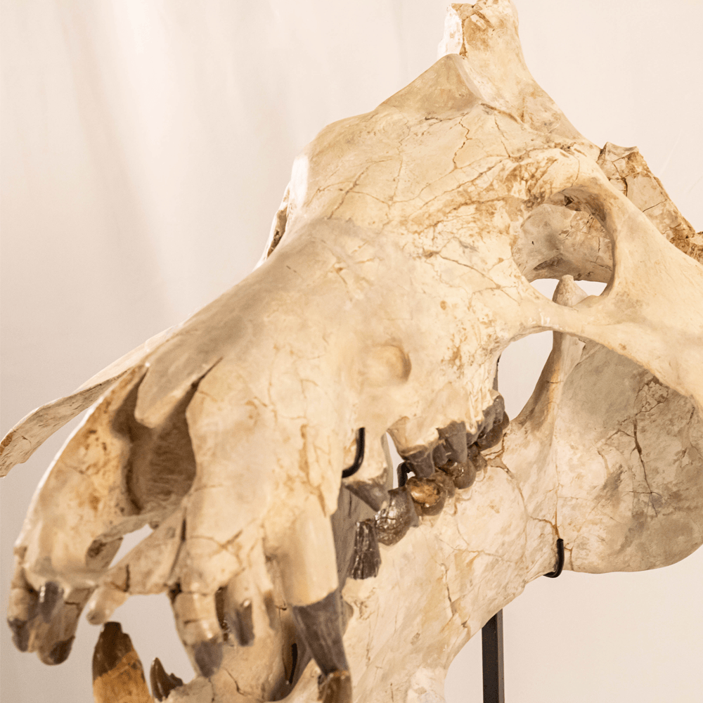 Archaeotherium Mortoni Skull Art Gold & Silver Pawn Shop