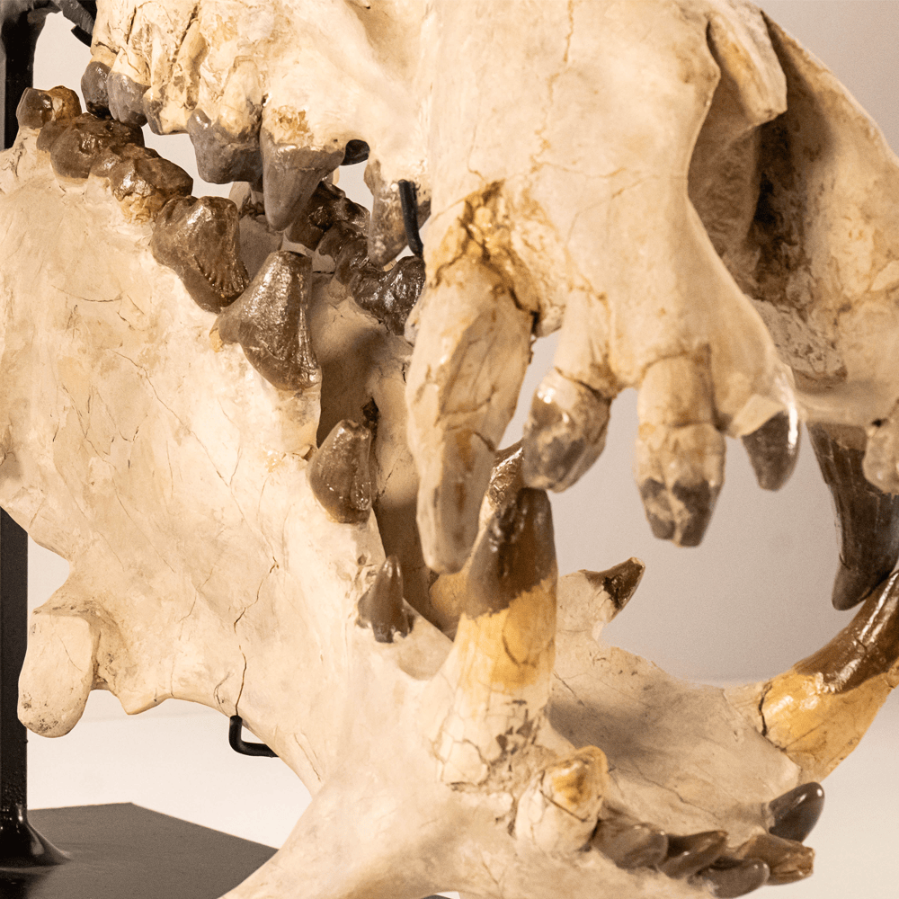 Archaeotherium Mortoni Skull Art Gold & Silver Pawn Shop