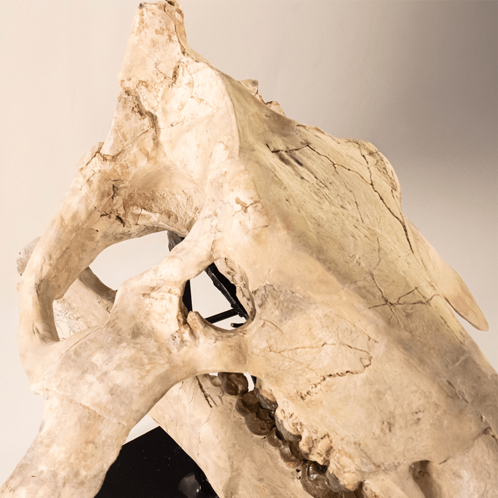 Archaeotherium Mortoni Skull Art Gold & Silver Pawn Shop