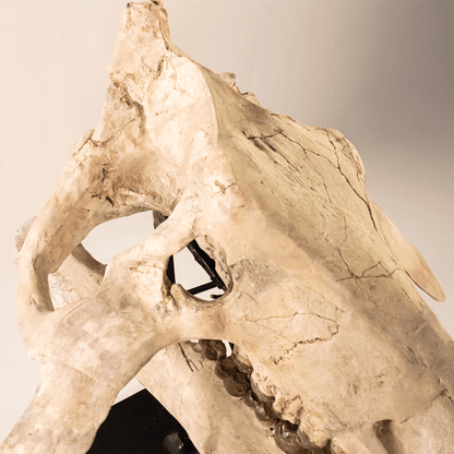 Archaeotherium Mortoni Skull Art Gold & Silver Pawn Shop