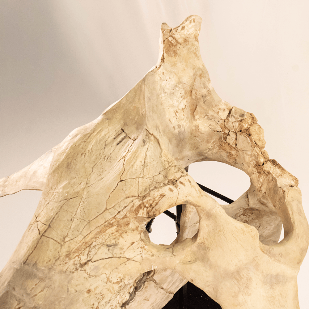 Archaeotherium Mortoni Skull Art Gold & Silver Pawn Shop
