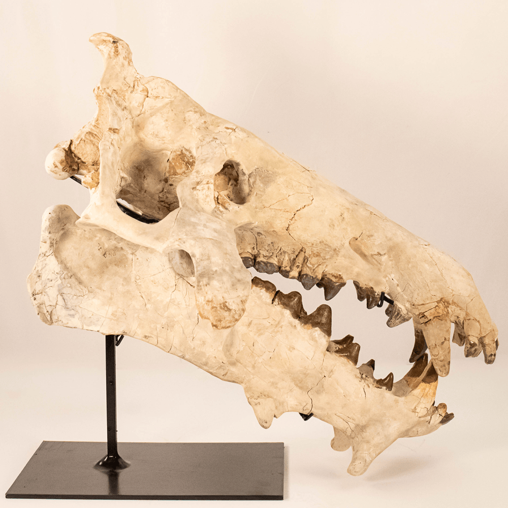 Archaeotherium Mortoni Skull Art Gold & Silver Pawn Shop