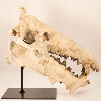Archaeotherium Mortoni Skull Art Gold & Silver Pawn Shop
