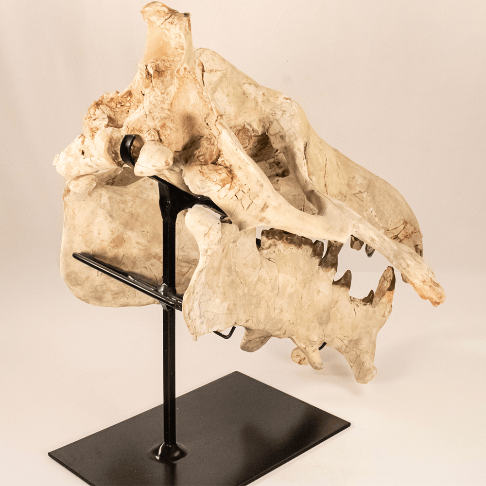 Archaeotherium Mortoni Skull Art Gold & Silver Pawn Shop