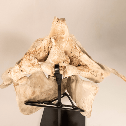 Archaeotherium Mortoni Skull Art Gold & Silver Pawn Shop
