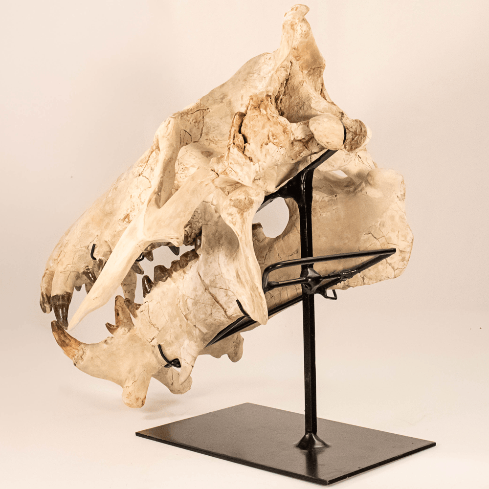 Archaeotherium Mortoni Skull Art Gold & Silver Pawn Shop
