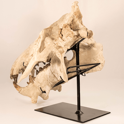 Archaeotherium Mortoni Skull Art Gold & Silver Pawn Shop