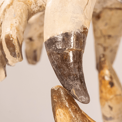 Archaeotherium Mortoni Skull Art Gold & Silver Pawn Shop