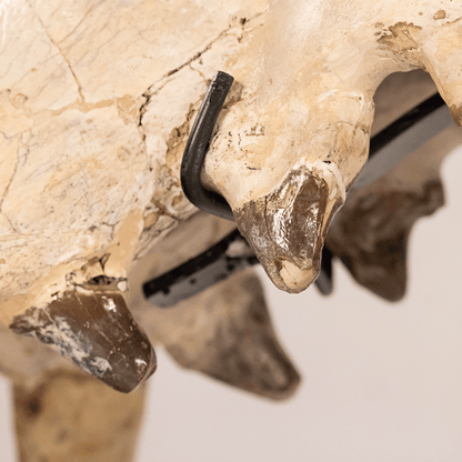 Archaeotherium Mortoni Skull Art Gold & Silver Pawn Shop
