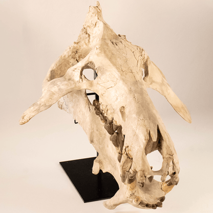 Archaeotherium Mortoni Skull Art Gold & Silver Pawn Shop