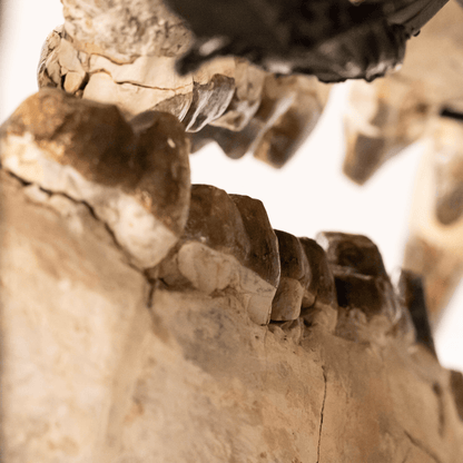 Archaeotherium Mortoni Skull Art Gold & Silver Pawn Shop