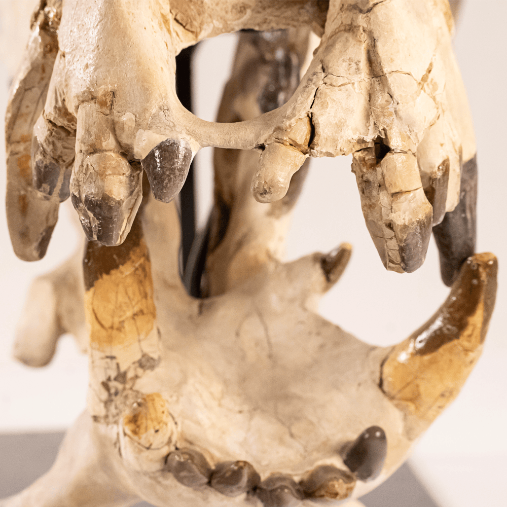 Archaeotherium Mortoni Skull Art Gold & Silver Pawn Shop