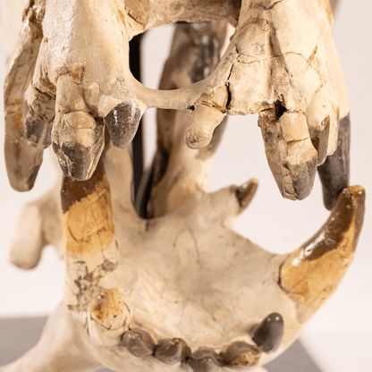 Archaeotherium Mortoni Skull Art Gold & Silver Pawn Shop