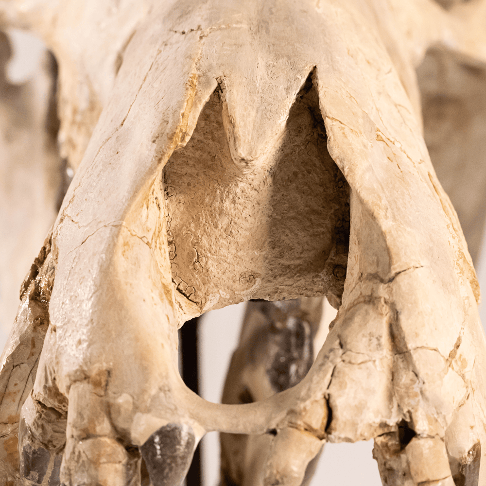 Archaeotherium Mortoni Skull Art Gold & Silver Pawn Shop