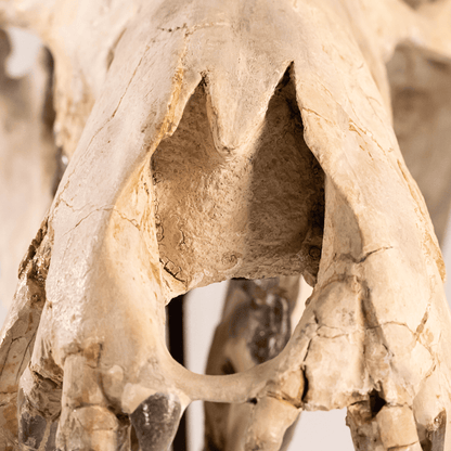 Archaeotherium Mortoni Skull Art Gold & Silver Pawn Shop