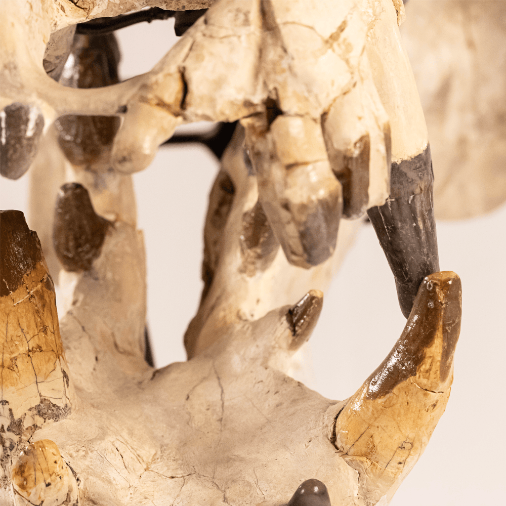 Archaeotherium Mortoni Skull Art Gold & Silver Pawn Shop