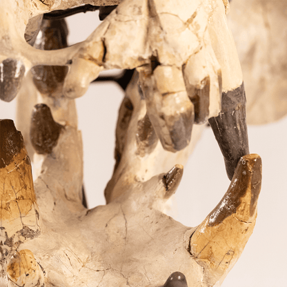 Archaeotherium Mortoni Skull Art Gold & Silver Pawn Shop