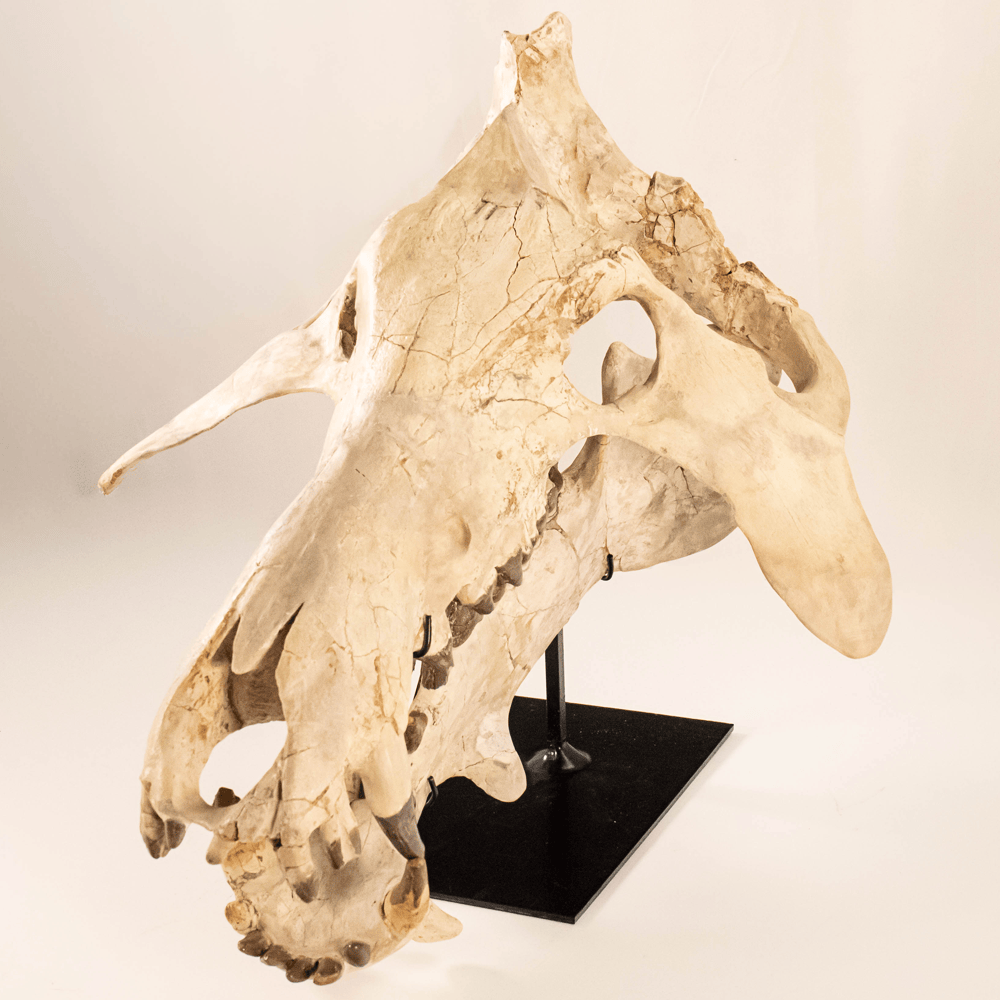Archaeotherium Mortoni Skull Art Gold & Silver Pawn Shop