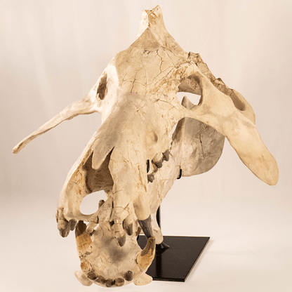 Archaeotherium Mortoni Skull Art Gold & Silver Pawn Shop