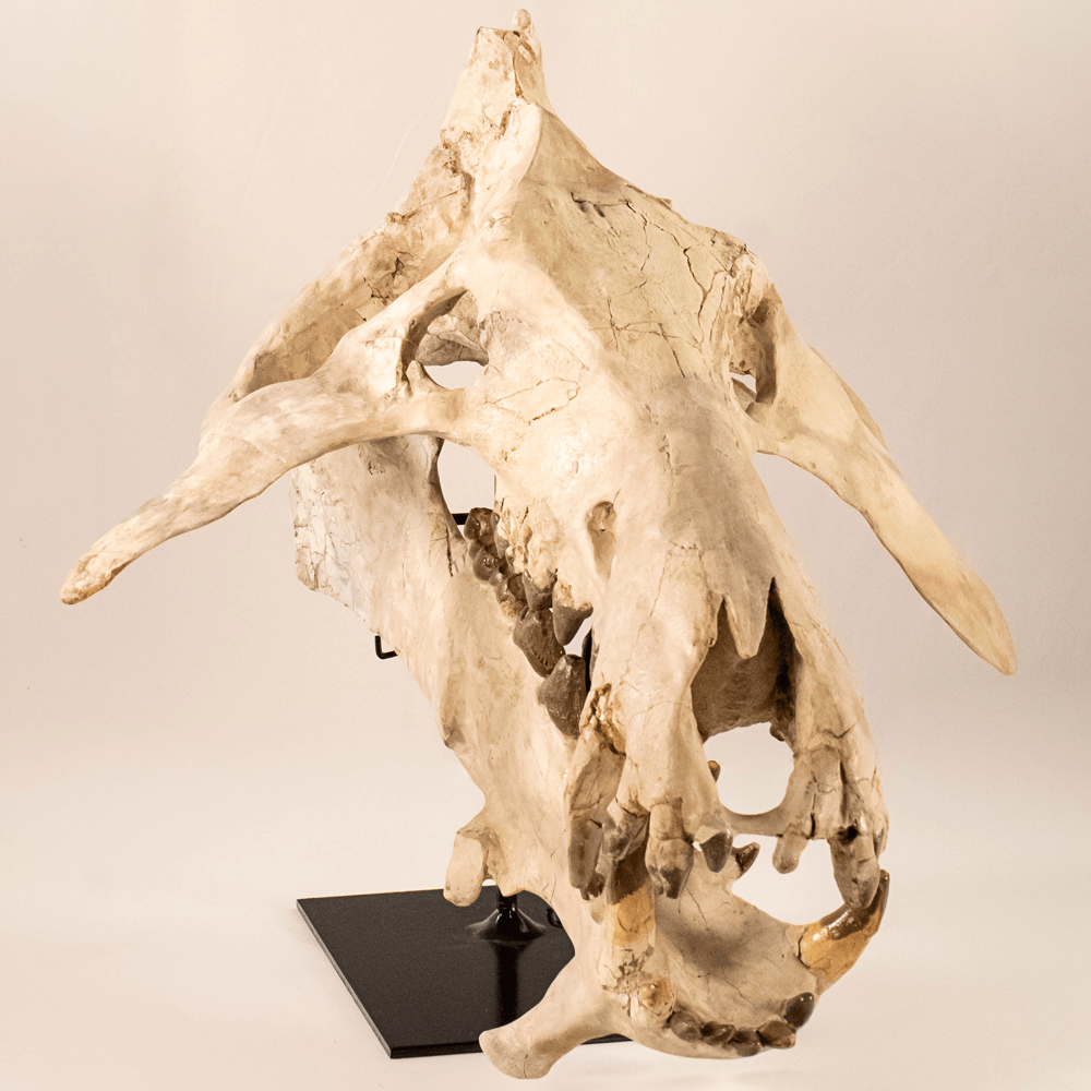 Archaeotherium Mortoni Skull Art Gold & Silver Pawn Shop