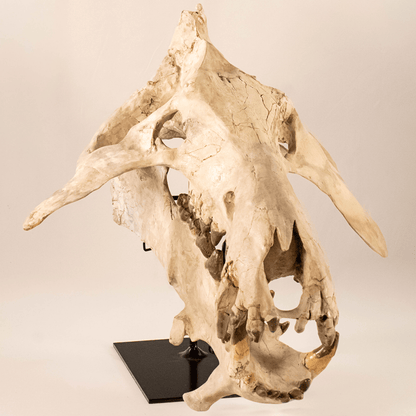Archaeotherium Mortoni Skull Art Gold & Silver Pawn Shop