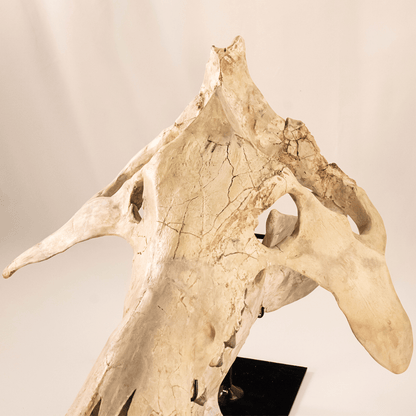 Archaeotherium Mortoni Skull Art Gold & Silver Pawn Shop