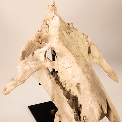 Archaeotherium Mortoni Skull Art Gold & Silver Pawn Shop